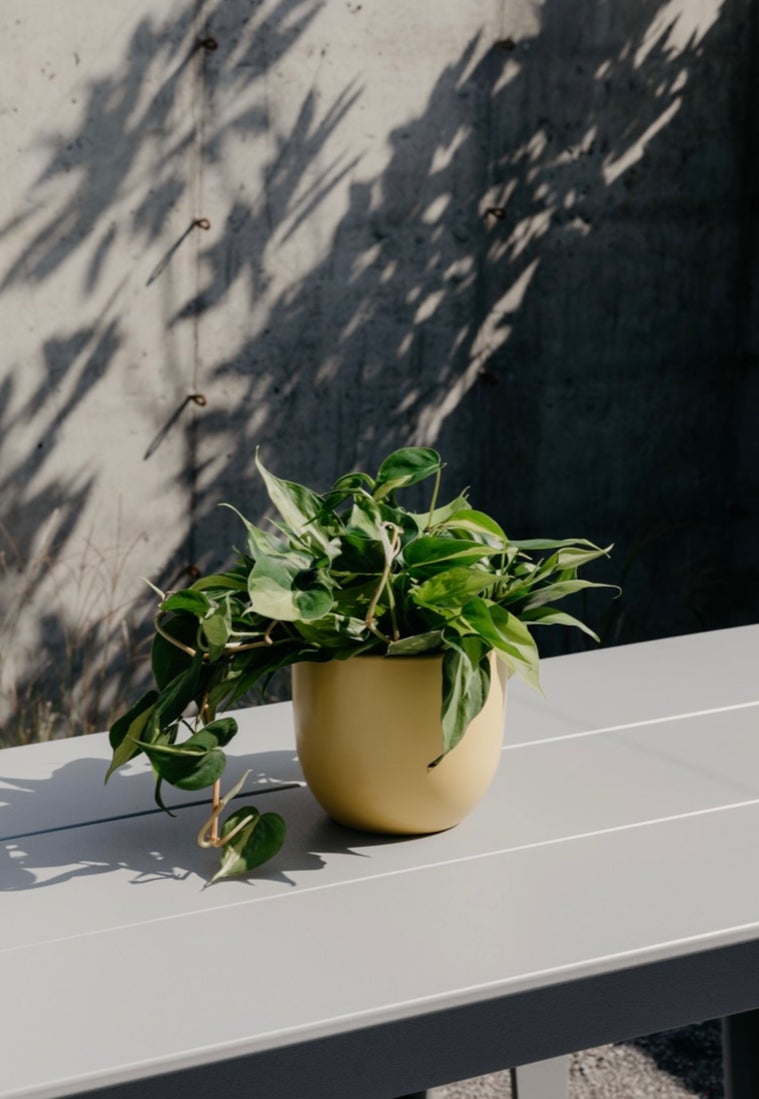 thuja dnger Thuja Dnger